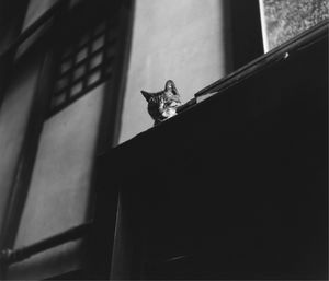 Close-up of cat on wall