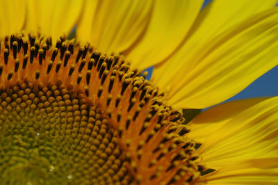 Close-up of sunflower