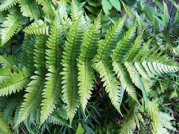 Full frame shot of fern