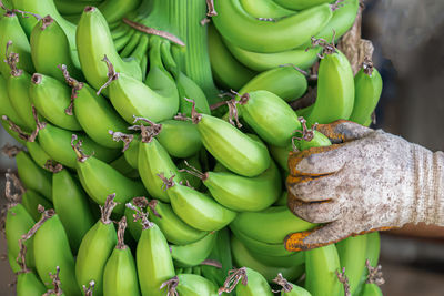 Large bunch of green ripe bananas in men's hands. preparation of bananas for wholesale. close-up.