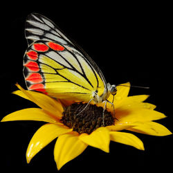 Close-up of butterfly pollinating on yellow flower