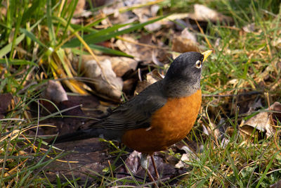 Close-up of bird perching on a field