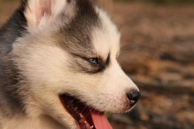 Close-up of a dog looking away