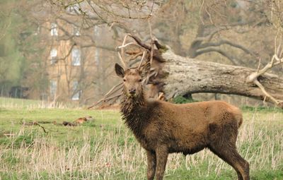 Portrait of deer standing against fallen tree