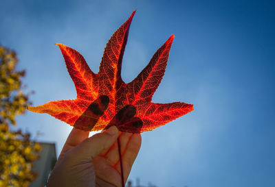 Close-up of hand holding maple leaves against sky