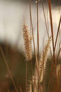 Close-up of wheat growing on field against sky