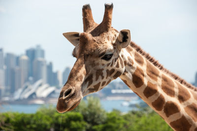 Close-up of giraffe against sky