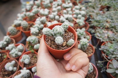 Close-up of hand holding cactus potted plant