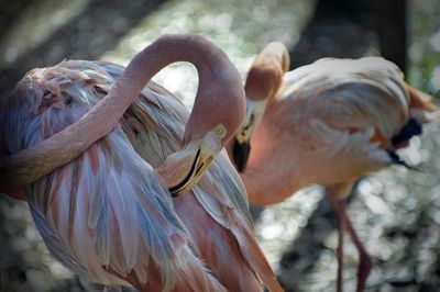 Close-up of birds perching