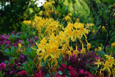 Close-up of yellow flowering plant in park