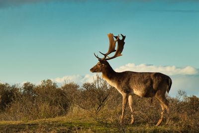 Deer standing on field