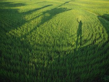 Scenic view of rice field