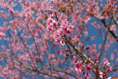 Close-up of pink flowers on branch