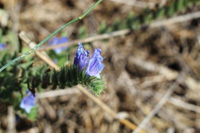 Close-up of purple crocus flowers on field