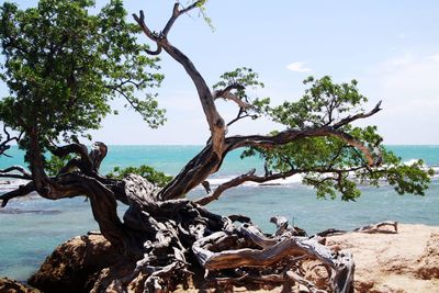 Driftwood on tree by sea against sky