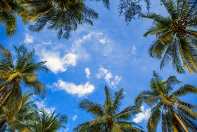 Low angle view of palm trees against blue sky