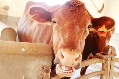 Close-up of cow