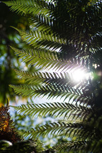 Low angle view of tree