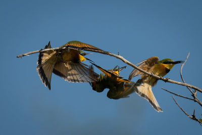 Three little bee-eaters squabble on dead branch