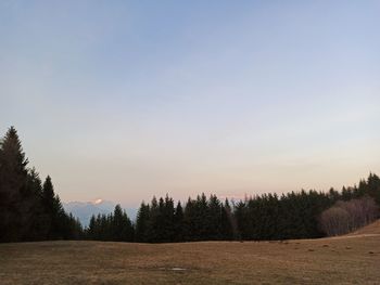 Trees on field against sky during sunset