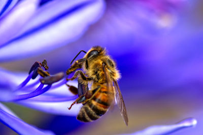 Close-up of bee pollinating on purple flower