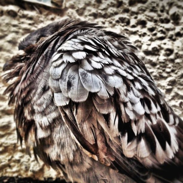 focus on foreground, close-up, nature, animal themes, day, outdoors, animals in the wild, no people, feather, bird, selective focus, wildlife, natural pattern, one animal, beauty in nature, dry, pattern, field, growth, sunlight