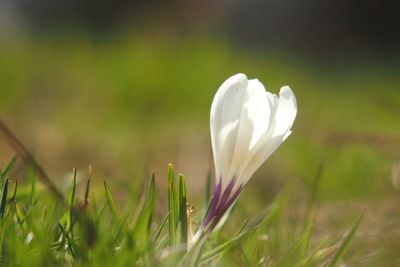 Close-up of white crocus flower on field