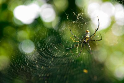 Close-up of spider on web