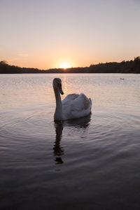 Swan swimming in lake against sky during sunset