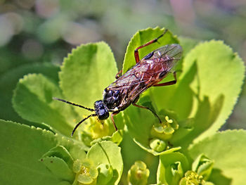 Close-up of insect on leaf