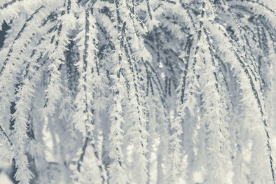 Full frame shot of snow covered tree
