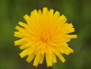 Close-up of yellow flower