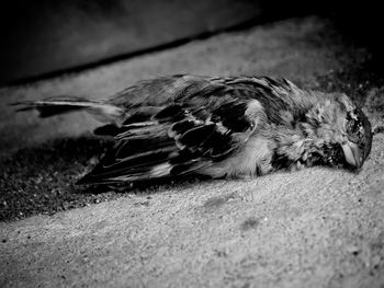 Close-up of bird lying on ground. 
