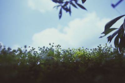 Close-up of plant against sky