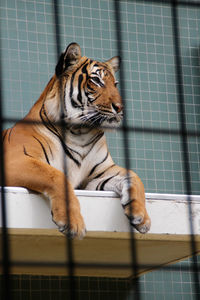 Close-up of tiger