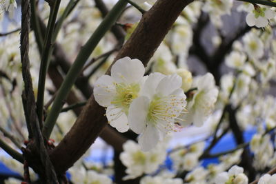 Close-up of white flowers blooming on tree