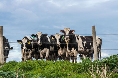 Cows on field against sky