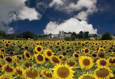 Scenic view of sunflower field against cloudy sky