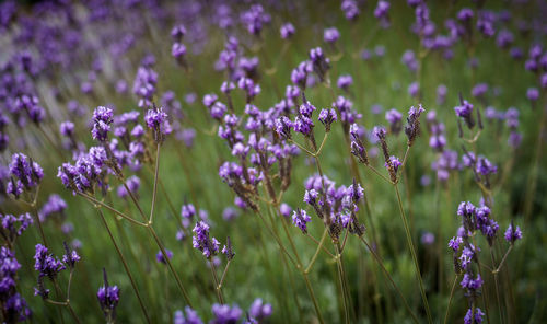 Close-up of purple crocus flowers on field