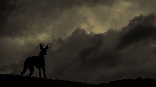 Silhouette horse on field against storm clouds