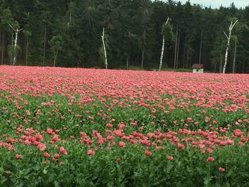 Red flowers blooming on tree