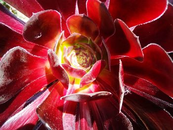 Close-up of red rose