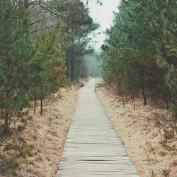 Narrow walkway along trees in park