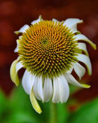 Close-up of white flowers blooming outdoors