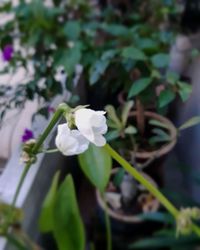 Close-up of white flowering plant