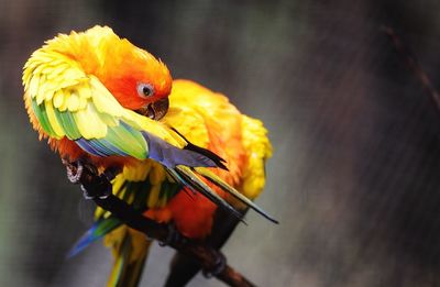Close-up of parrot perching on yellow flower