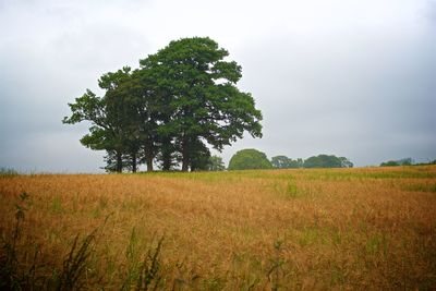 Tree on field against sky