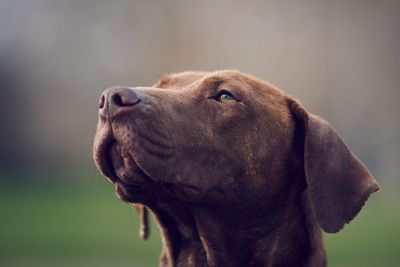 Close-up portrait of dog