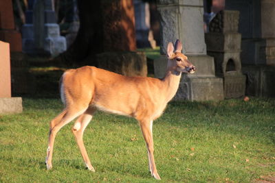 Close-up of horse in grass
