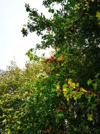 Low angle view of berries on tree against sky